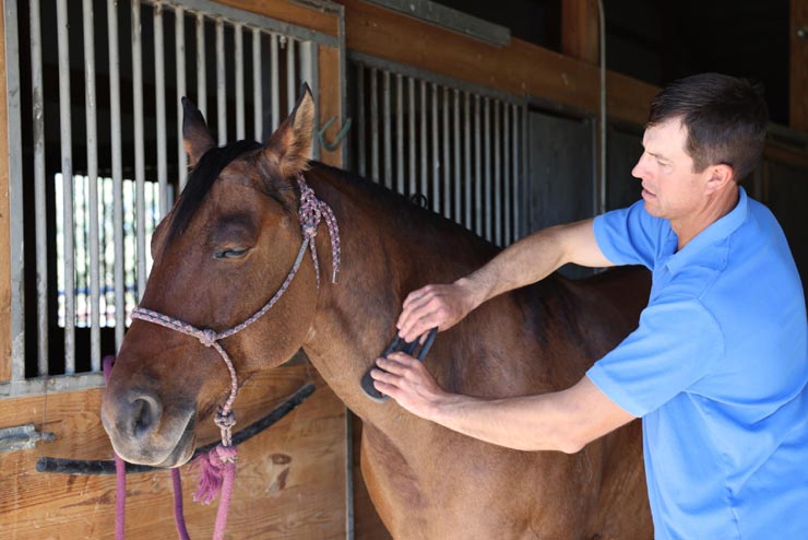 Horsewell Equine Massage Tool